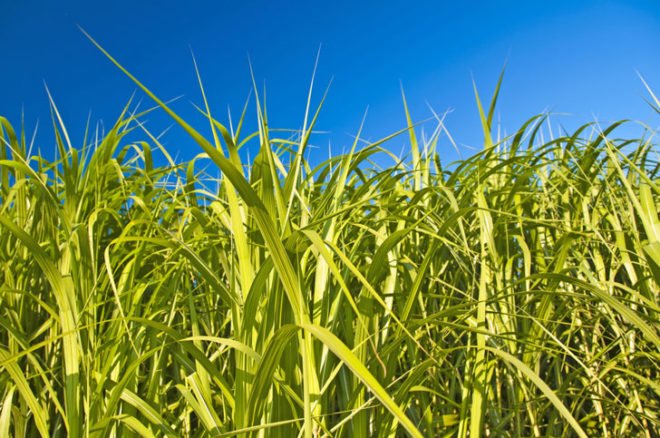 US Navy, Switchgrass, emissions, us military, NREL, cobalt technologies, show me energy cooperative, energy department, national renewable energy laboratory, jet fuel, sustainable fuel, biomass, biostock, jet fighters