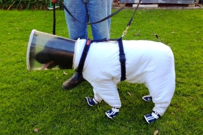 bees, pollinators, beekeepers, beekeeper's dog, Bazz the Beekeeper's dog, news, environment, agriculture, animals, American foulbrood disease, sniffer dog detects bee disease,