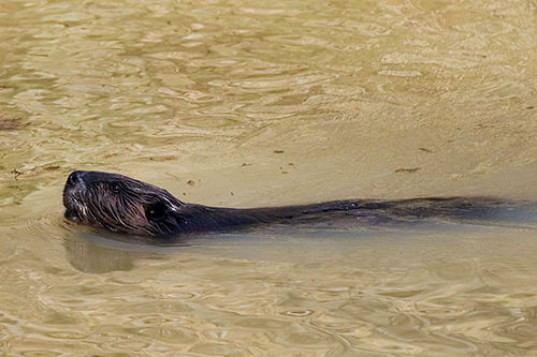Colorado State University, carbon capture and storage, beavers, beaver dam, carbon storage, carbon capture, natural architecture