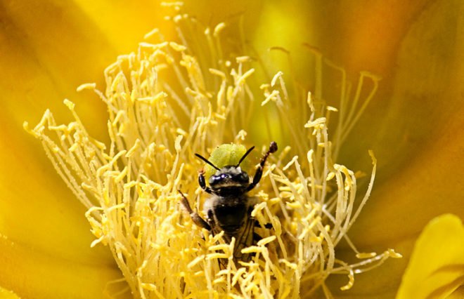 Yellow Flower Bee, pollinators, pollinate, pollen, nectar, bees, honeybees, bumblebees