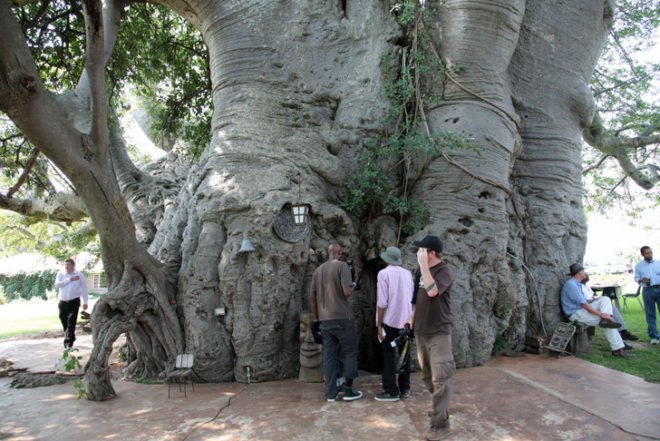 green design, eco design, sustainable design, Sunland Baobab Pub, Van heerden Farm, Sunland Farm South Africa, Baobab tree, baobab bar