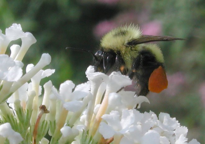 Pollen-Laden Bee, pollinators, pollinate, pollen, nectar, bees, honeybees, bumblebees