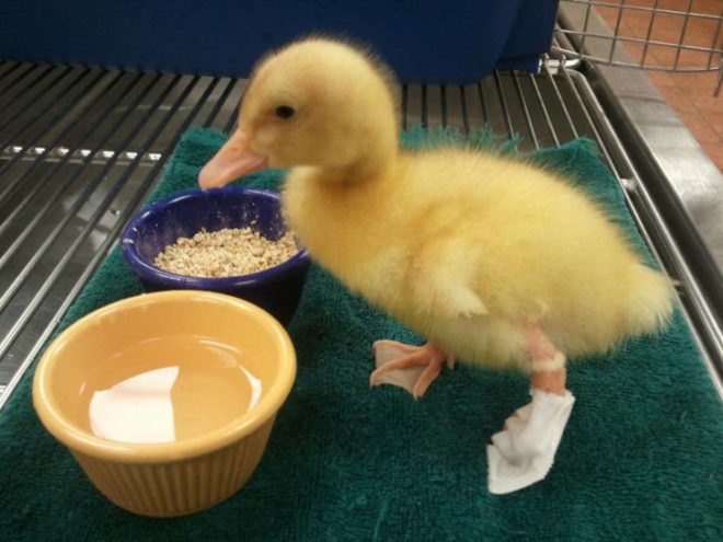 green design, eco design, sustainable design, 3d printed prosthetics, 3d printed duck foot, Buttercup Duck, Mike Garey, Dr. Shannon McGee
