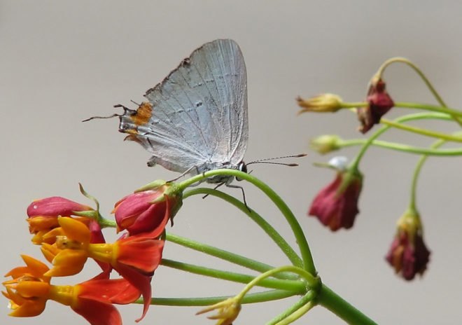 Milkweed Butterfly, pollinators, pollinate, pollen, nectar, bees, honeybees, bumblebees, butterflies
