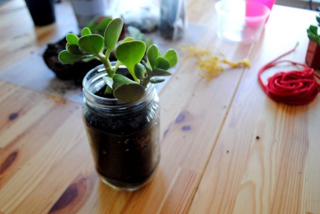 DIY, recycled, string, planter, succulent, interior, how-to, knotted, plants, decoration