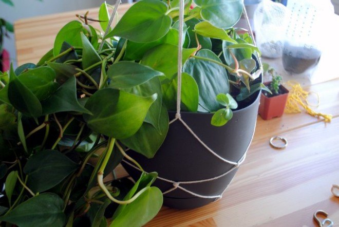 DIY, recycled, string, planter, succulent, interior, how-to, knotted, plants, decoration