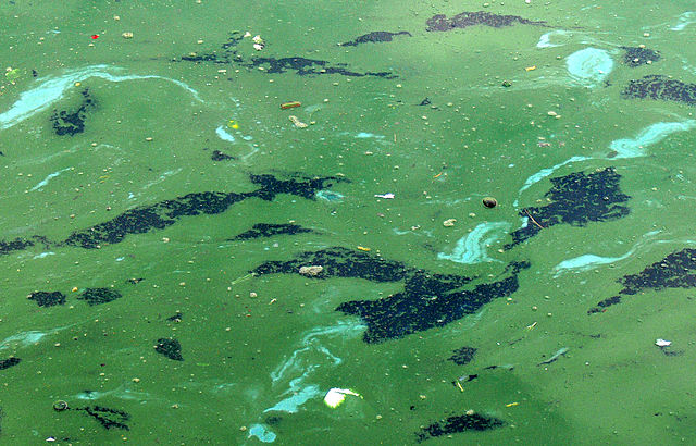 algae, cyanobacteria, Long Island, New York, ponds, lakes, waterways, pollution, pesticides, health risk, dogs