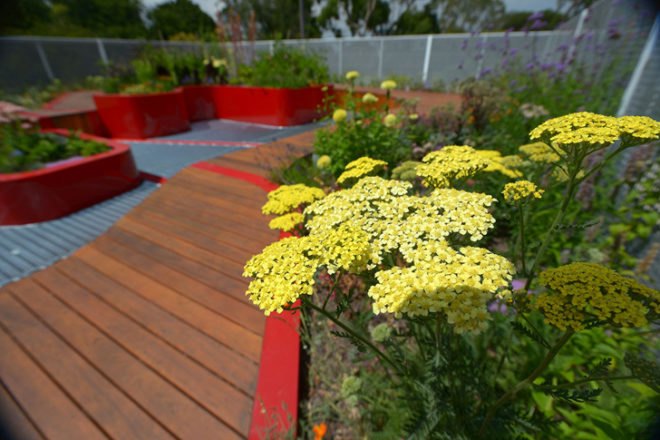 green design, eco design, sustainable design, University of Melbourne Burnley Campus, BUrnley Living Roofs, HASSELL, Demonstration Roof, Biodiversity Roof, Research Roof