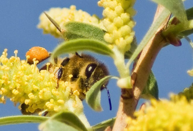 Bee, honeybee, pollinators, pollinate, pollen, nectar, bees, honeybees, bumblebees