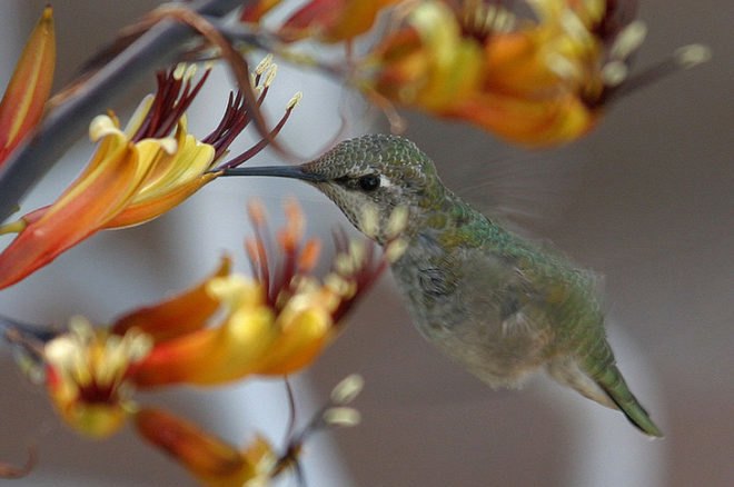 Hummingbird and Flower, pollinators, pollinate, pollen, nectar, bees, honeybees, bumblebees