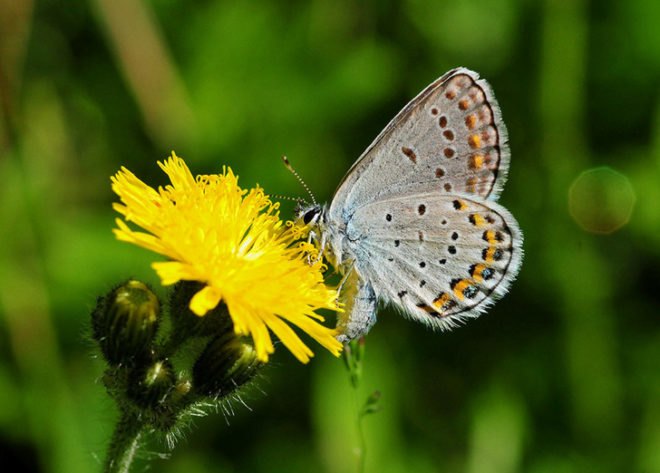 Endangered Karner Blue Butterfly, blue butterfly, butterfly, pollinators, pollinate, pollen, nectar, bees, honeybees, bumblebees
