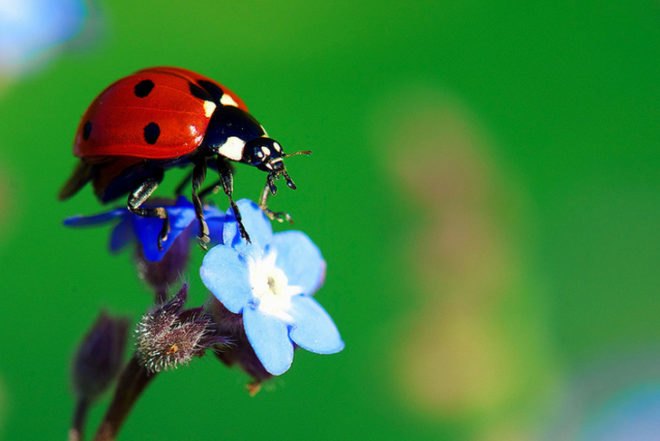 Ladybug and forget-me-not, pollinators, pollinate, pollen, nectar, bees, honeybees, bumblebees
