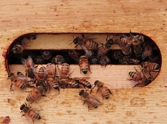 Martha Stewart, Martha Stewart Bee keeper, Martha Stewart bees, Martha Stewart Honey, Martha Stewart blog, Martha Stewart food, bee population, keeping bees, bee hives, keeping bee hives, celebrity bee hives, celebrity bee keepers, colony collapse, bee colony collapse, honey jarring, homegrown honey, Martha honey, Martha Stewart honey jars, Martha Stewart Living, Martha Stewart Bee tips, Martha Stewart raising bee tips