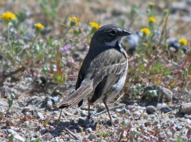 Endangered Sage Sparrow, sage sparrow, sparrow, birds, pollinators, pollinate, pollen, nectar, bees, honeybees, bumblebees