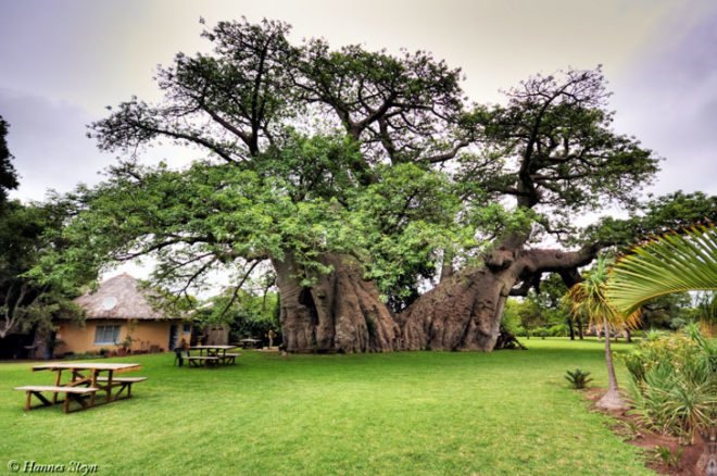 green design, eco design, sustainable design, Sunland Baobab Pub, Van heerden Farm, Sunland Farm South Africa, Baobab tree, baobab bar