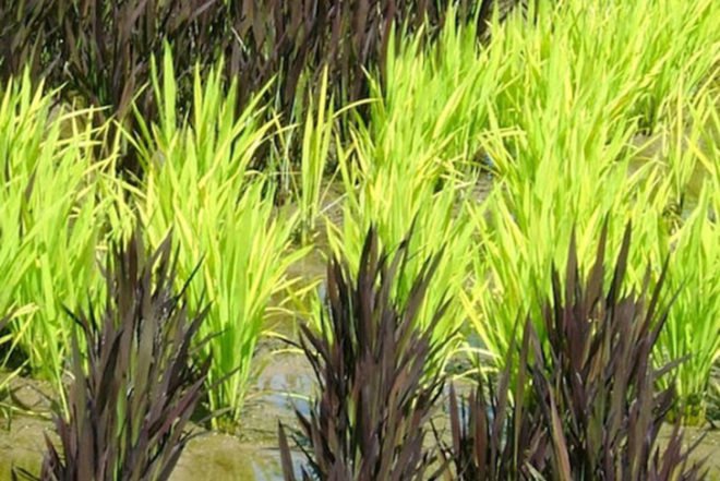 Tanbo Art, rice fields, japan, dye-free, rice, illustrations, mazinger z, Napoleon, Art, Botanical, Sustainable Food
