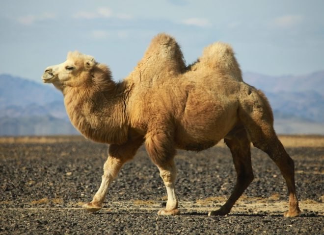 wildlife, snow leopards, fashion victims, conservation, endangered wildlife, Mongolia, China, cashmere, news, nature, environment