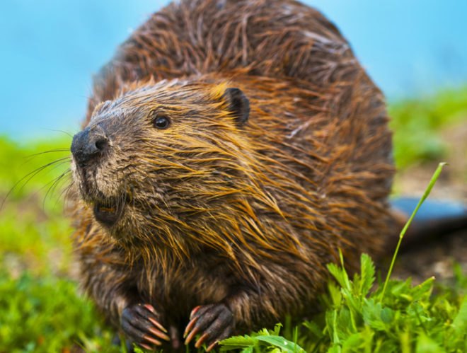 Colorado State University, carbon capture and storage, beavers, beaver dam, carbon storage, carbon capture, natural architecture