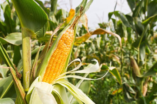 Corn cob, bt corn, GMO corn, Monsanto, genetic engineering