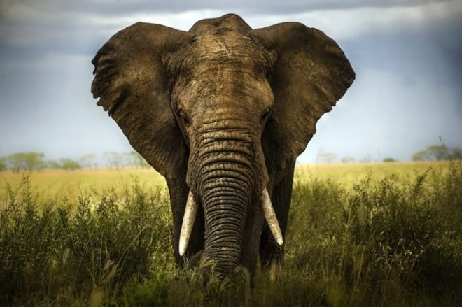 President Obama, Africa tour, Tanzania, wildlife trafficking, illegal wildlife trade, ivory, rhino, elephant, extinction, security threat posed by wildlife trafficking, presidential executive order, presidential task force