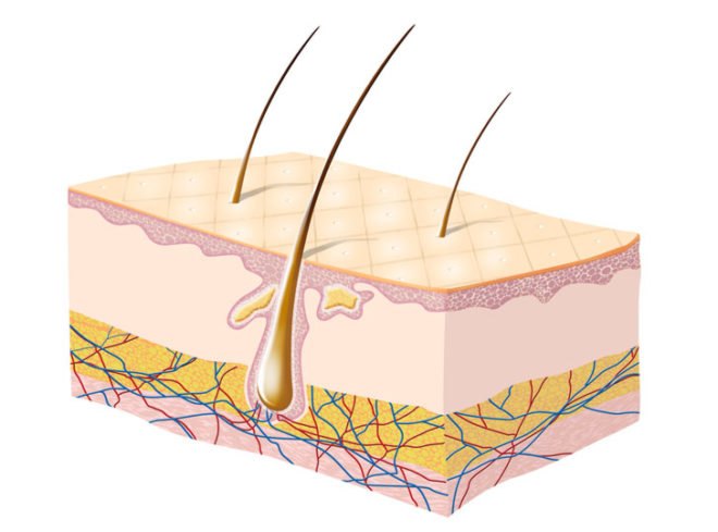 skin, organ, sense, artificial, pressure, humidity, temperature