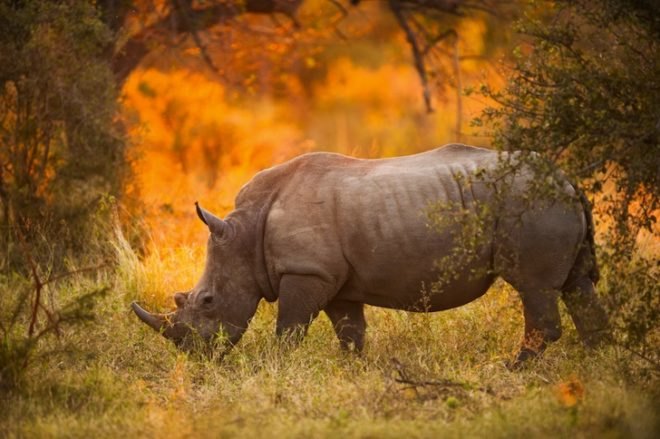 President Obama, Africa tour, Tanzania, wildlife trafficking, illegal wildlife trade, ivory, rhino, elephant, extinction, security threat posed by wildlife trafficking, presidential executive order, presidential task force