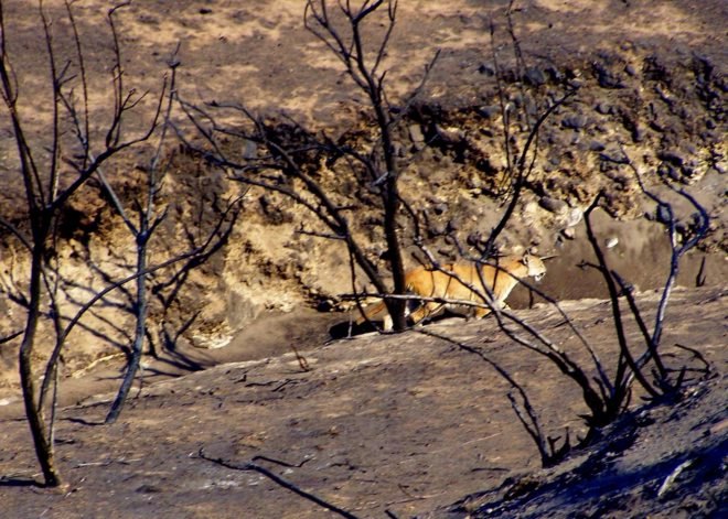 wildfires, climate, west, climate change, design, technologies, drought, climate change widlfires, global warming, preventing wildfires, wildfire prevention