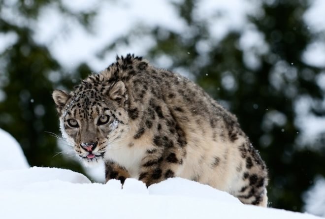 wildlife, snow leopards, fashion victims, conservation, endangered wildlife, Mongolia, China, cashmere, news, nature, environment