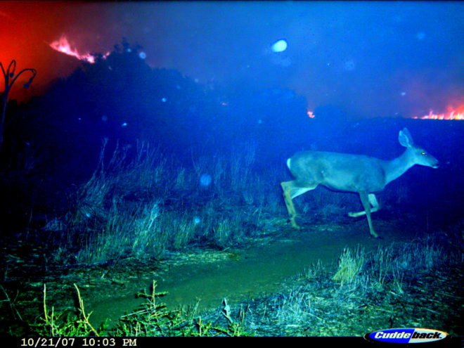 Wildfires kill wildlife, wildfires, climate, west, climate change, design, technologies, drought, climate change widlfires, global warming, preventing wildfires, wildfire prevention