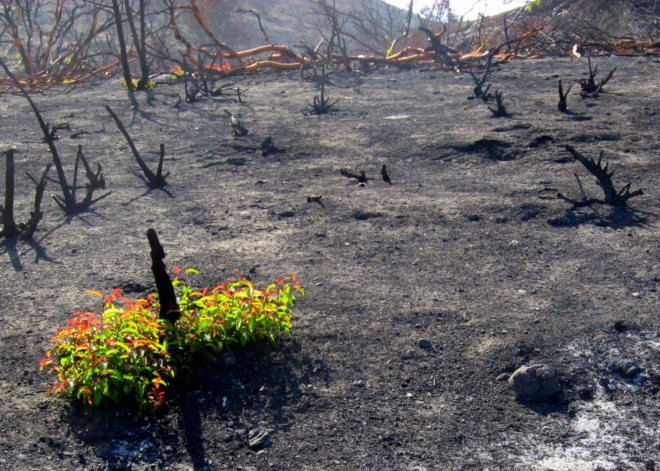 wildfires, climate, west, climate change, design, technologies, drought, climate change widlfires, global warming, preventing wildfires, wildfire prevention