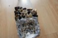 fairy house, fairy houses, fairy cottage, faerie house, faerie houses, faerie cottage, faerie tower, pixie house, pixie houses, toad house, toad home, fairies
