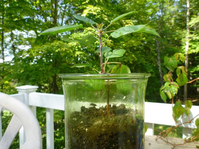 Apple seedling, apple tree, apple tree from seed, apple seeds