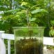 Apple seedling, apple tree, apple tree from seed, apple seeds