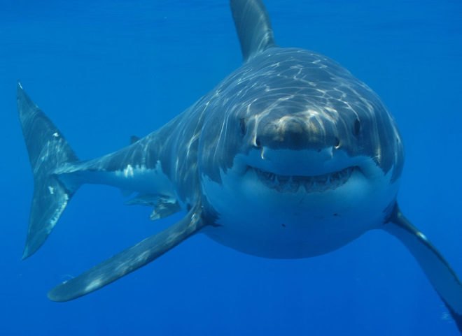 Great White Shark, Harry the Shark, East Rockaway, Nassau County, South Shore, Long Island, Alantic Beach, Animals, Kirby Kurkomelis, PSA, Sharks, basking shark