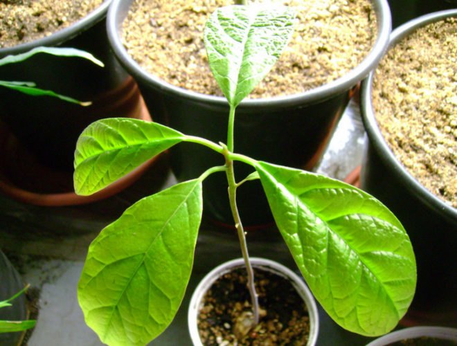 Avocado Seedling, avocado tree, home grown avocado
