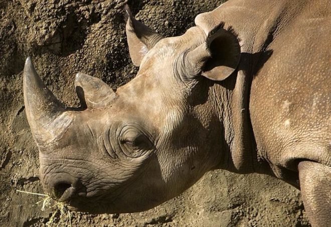 critically endangered species, world wildlife fund, amur leopard, far east leopard, manchurian leopard, korean leopard, habitat loss, prey scarcity, loss of genetic variation, black rhino, mountain gorilla, virunga mountains, bwindo impenetrable national park, hawksbill turtle, marine turtles, tortoiseshell, convention on international trade in endangered species of wild fauna and flora, sumatran elephant, deforestation, south china tiger, functionally extinct species