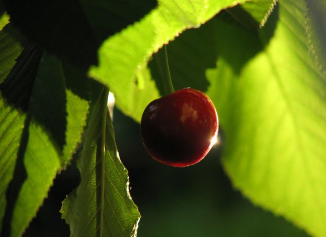 Red Cherry Tree, tree from seed, cherry tree from seed
