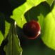 Red Cherry Tree, tree from seed, cherry tree from seed
