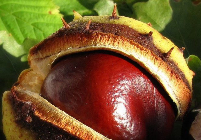 Chestnut Seed, chestnut, trees from seeds, chestnut tree seed
