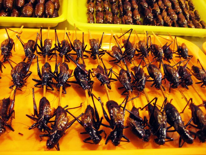 green design, eco design, sustainable design, Third Millennium Farming, Jakub Dzamba, McGill University, cricket farm, cricket eating, insect eating