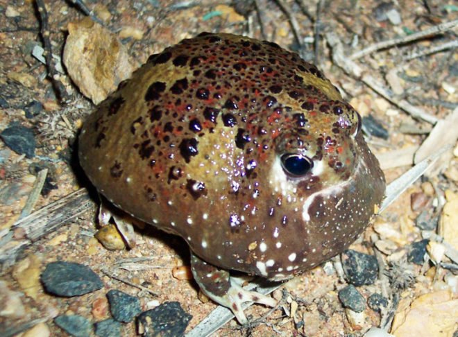biomimicry, bioinspired design, green materials, sustainable glue, crucifix toad, holy cross frog, desert adaptations