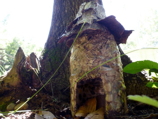 fairy house, fairy houses, fairy cottage, faerie house, faerie houses, faerie cottage, faerie tower, pixie house, pixie houses, toad house, toad home, fairies