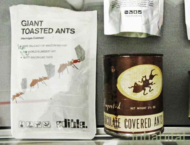 cricket canape, eating crickets, cricket treats, people who eat crickets, cricket cookies, cricket farms, cricket dining, cricket snacks, future food salon, sustainable food, cricket protein, crickets nyc, new york food, weird food nyc, weird food, cricket brittle, cricket energy bars, cricket canape, eating crickets, cricket treats, people who eat crickets, cricket cookies, cricket farms, cricket dining, cricket snacks, future food salon, sustainable food, cricket protein, crickets nyc, new york food, weird food nyc, weird food, cricket brittle, cricket energy bars, cricket farming