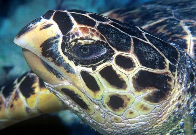 critically endangered species, world wildlife fund, amur leopard, far east leopard, manchurian leopard, korean leopard, habitat loss, prey scarcity, loss of genetic variation, black rhino, mountain gorilla, virunga mountains, bwindo impenetrable national park, hawksbill turtle, marine turtles, tortoiseshell, convention on international trade in endangered species of wild fauna and flora, sumatran elephant, deforestation, south china tiger, functionally extinct species