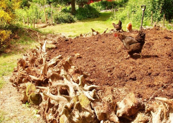 Raised Garden and Chickens, hugelkultur, permaculture, permaculture gardening, gardening, raised garden beds, compost, soil, garden, perennial vegetables