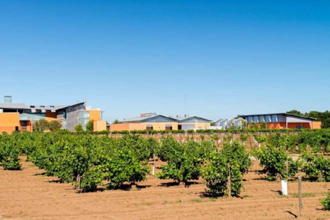 Jess Jackson Sustainable Winery, Siegel & Strain Architects, UC Davis, net zero, passive house, eco winery, eco school