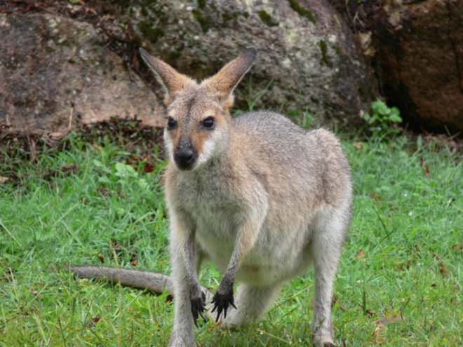 green design, eco design, sustainable design, Australia, kangaroo saves boy, Simon Kruger