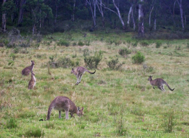 green design, eco design, sustainable design, Australia, kangaroo saves boy, Simon Kruger