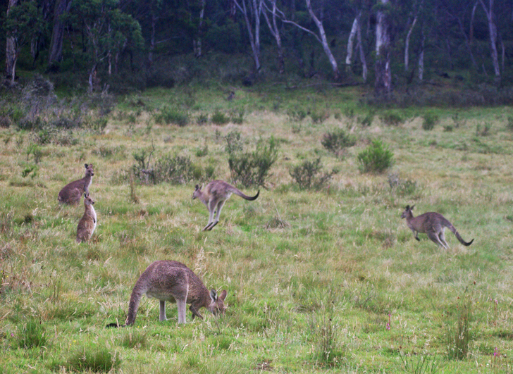 green design, eco design, sustainable design, Australia, kangaroo saves boy, Simon Kruger