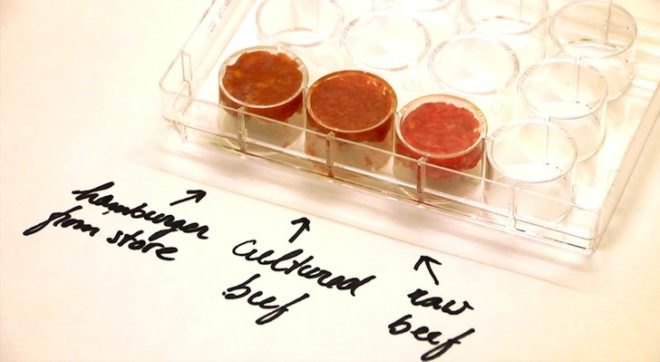 Lab-Grown, Beef Burger, Sergey Brin, Twitter-backed projects, Beyond Meat Chicken Strip, plant-based protein, fake meat, lab-grown burger, stem cells, research, The Netherlands, protein alternatives, meat alternatives, fake chicken, soy-based protein alternatives, soy chicken strips, beyond soy